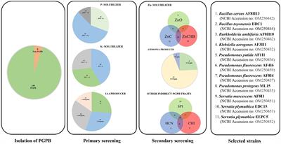 Biopriming of seed with plant growth-promoting bacteria for improved germination and seedling growth